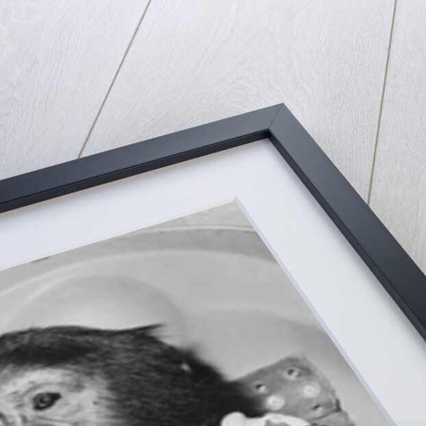 Space Travelling Monkey in Capsule by Anonymous