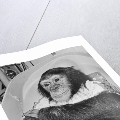 Space Travelling Monkey in Capsule by Anonymous