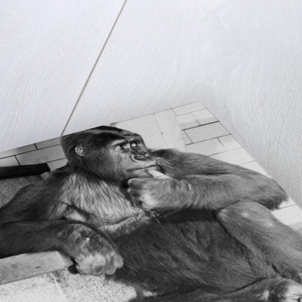 Gorilla by Anonymous