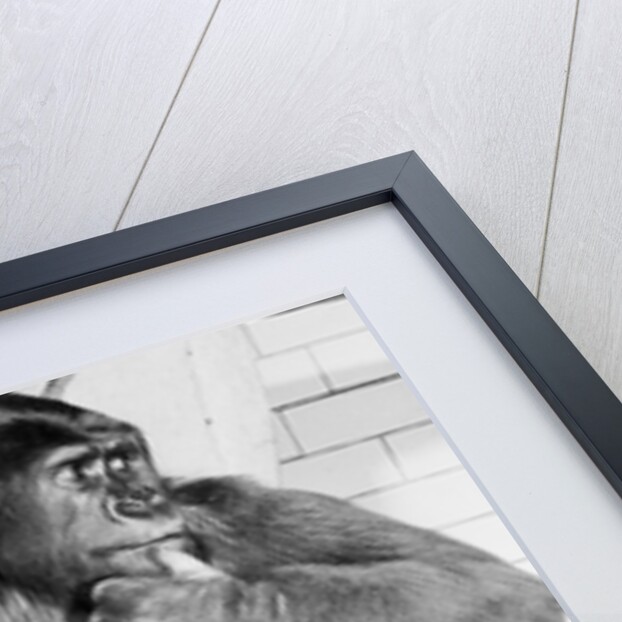Gorilla by Anonymous