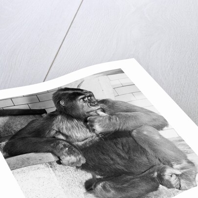 Gorilla by Anonymous