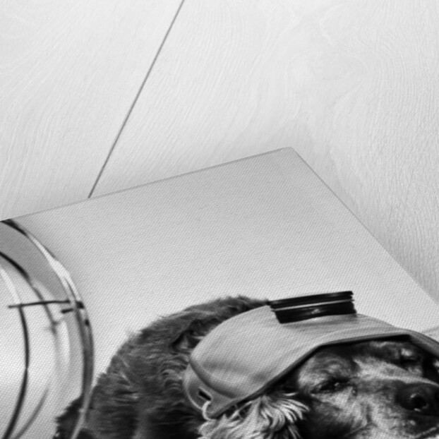 Cocker Spaniel Keeping Cool with Electric Fan by Corbis