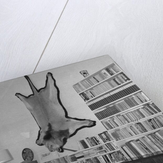 Lion Hanging on Ernest Hemingway's Wall by Anonymous