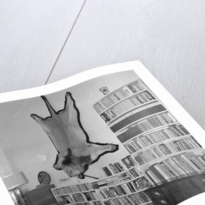 Lion Hanging on Ernest Hemingway's Wall by Anonymous