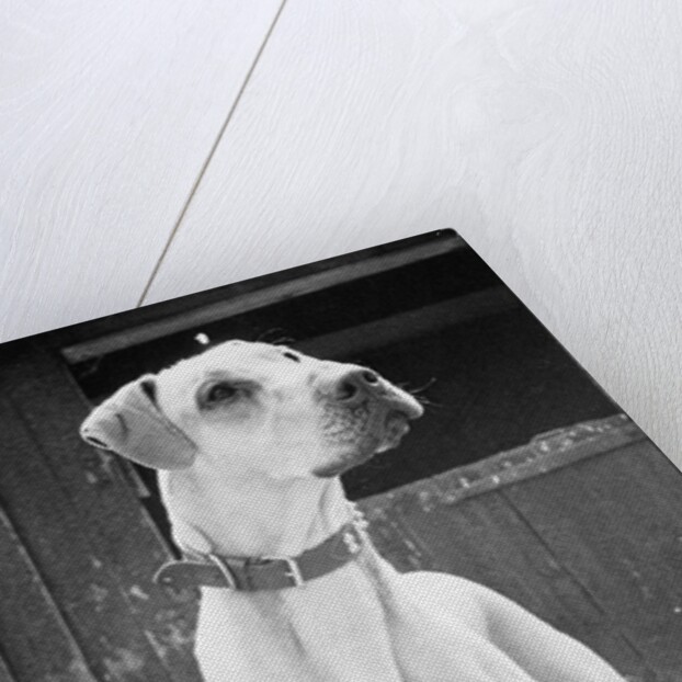 Small Dog Standing Under Great Dane by Anonymous