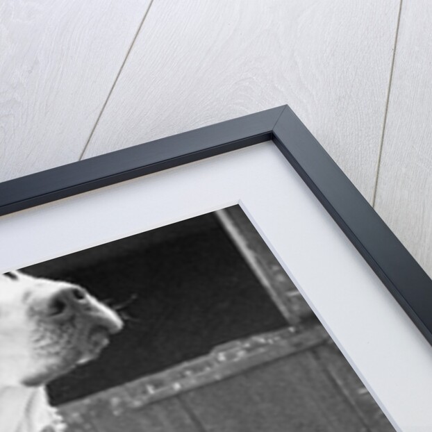 Small Dog Standing Under Great Dane by Anonymous
