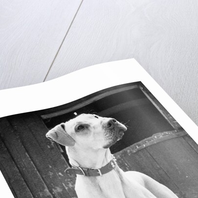 Small Dog Standing Under Great Dane by Anonymous