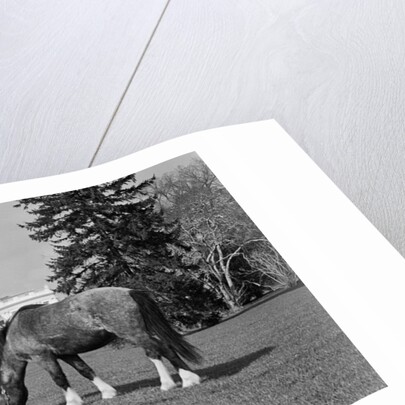 Young Horse Grazing on Grass by Anonymous