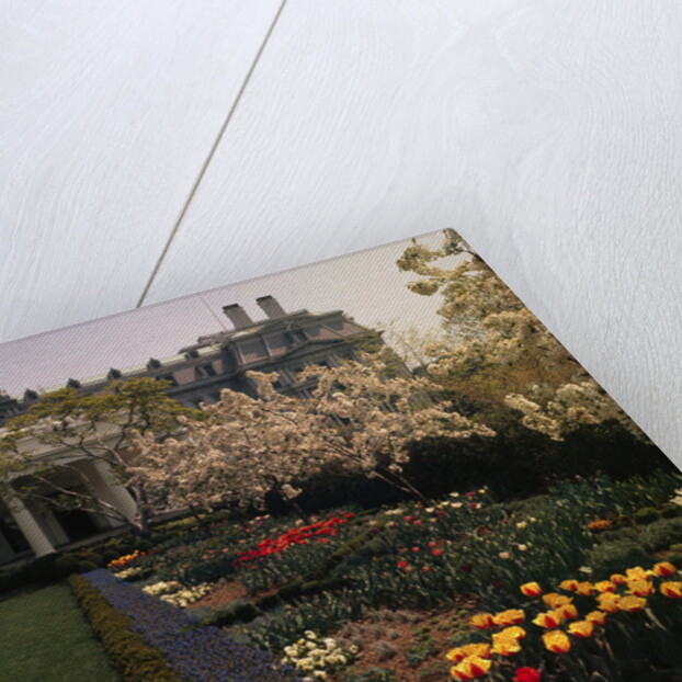 White House Rose Garden by Anonymous