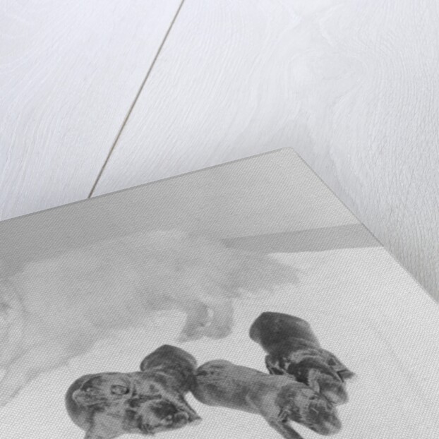 Dogs Lying on Bed by Anonymous
