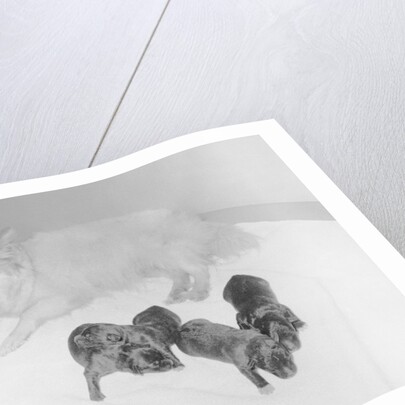 Dogs Lying on Bed by Anonymous