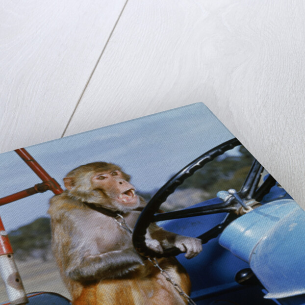 Johnny Rhesus Driving Tractor by Anonymous
