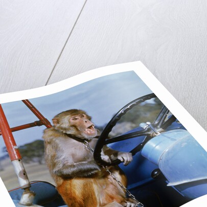 Johnny Rhesus Driving Tractor by Anonymous