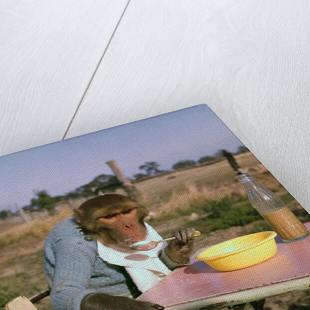 Monkey Eating Lunch by Anonymous