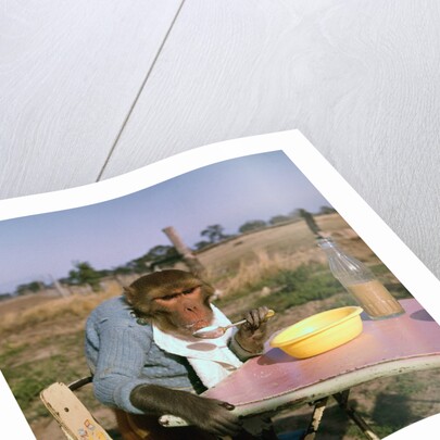 Monkey Eating Lunch by Anonymous