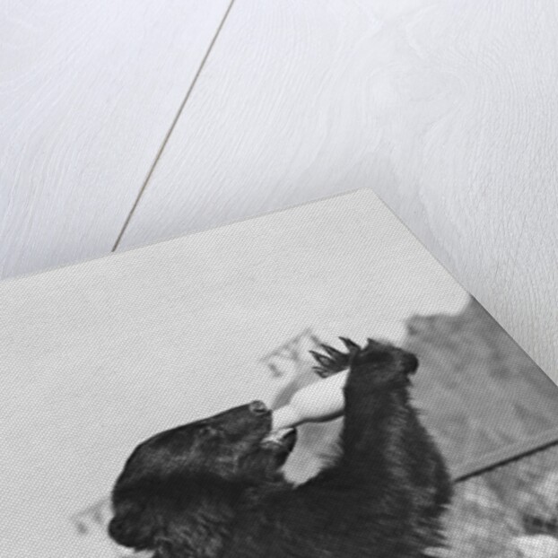 Bear Drinking from Bottle by Anonymous