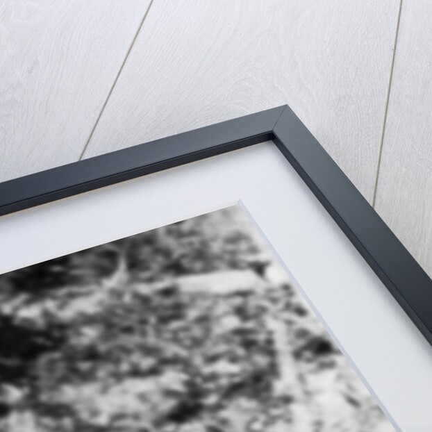 Alleged Photo of Bigfoot by Anonymous