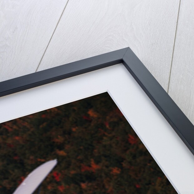 Super Cub Piper Plane by Anonymous