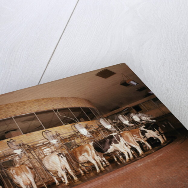 Milking Machine by Anonymous