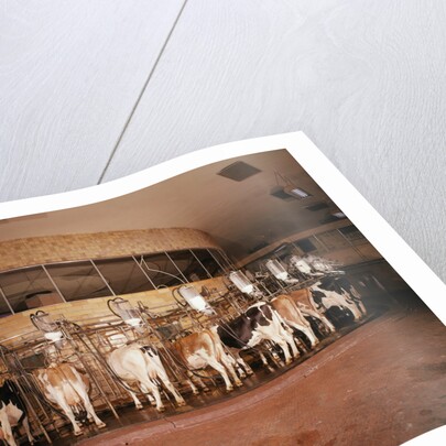 Milking Machine by Anonymous