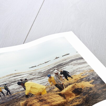 Workmen Dragging Hay Along the Beaches by Anonymous