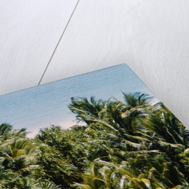 Overview of Lush Trees and Foliage by Anonymous