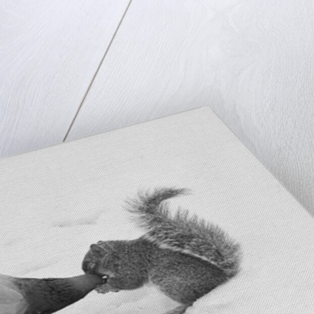 Pigeon Taking Nut from Squirrel on Snowy Day by Anonymous