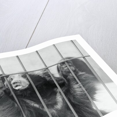 Sloth Bear of India by Anonymous