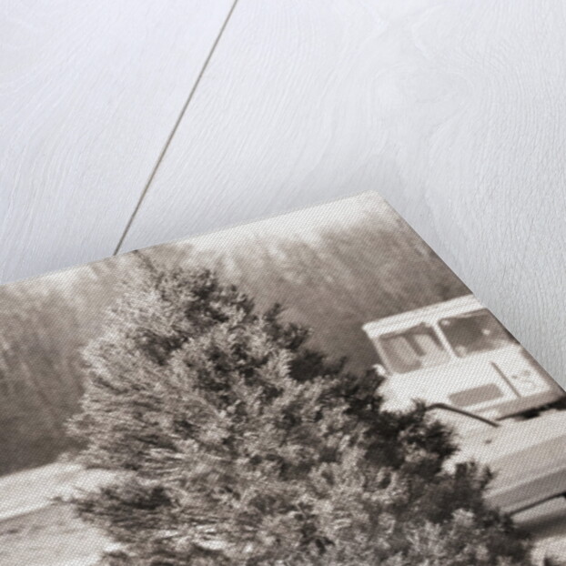 Woman Hidden Behind Her Christmas Tree by Anonymous