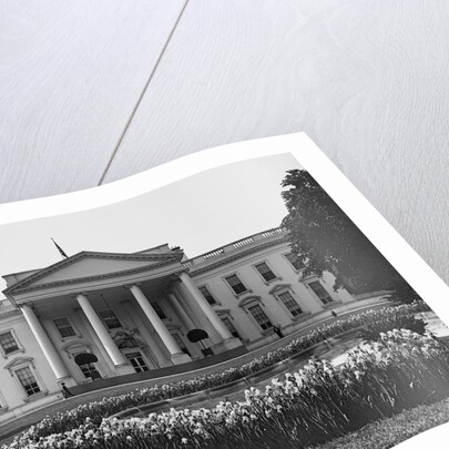 White House And Iris Garden by Anonymous