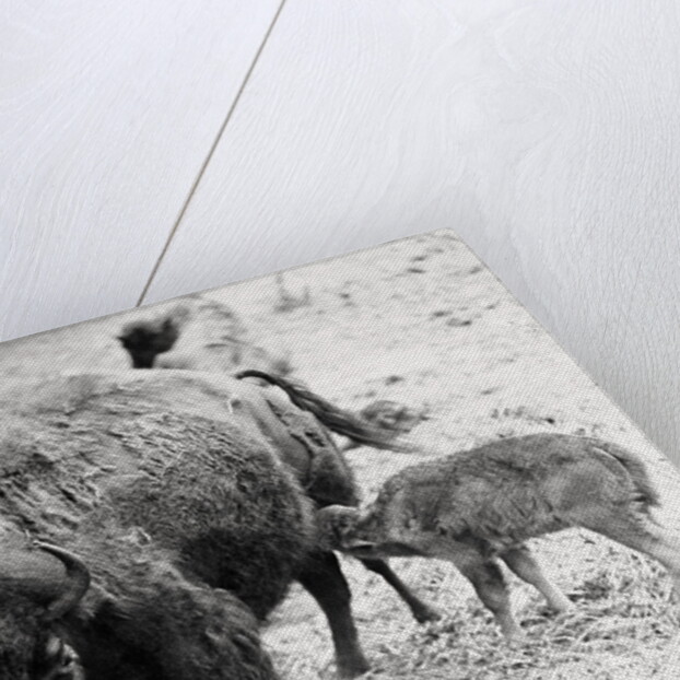 Newborn Buffalo with Mother by Anonymous
