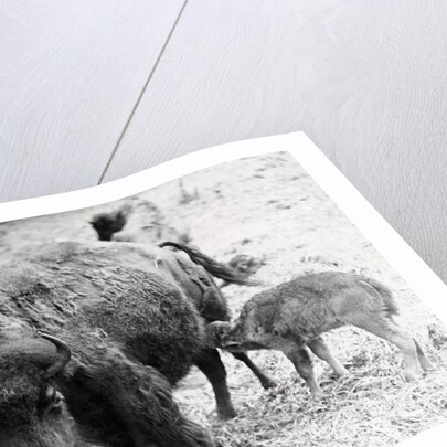 Newborn Buffalo with Mother by Anonymous