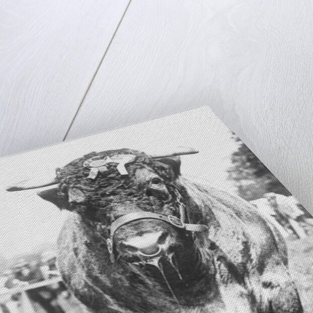 View of Prize Bull by Anonymous