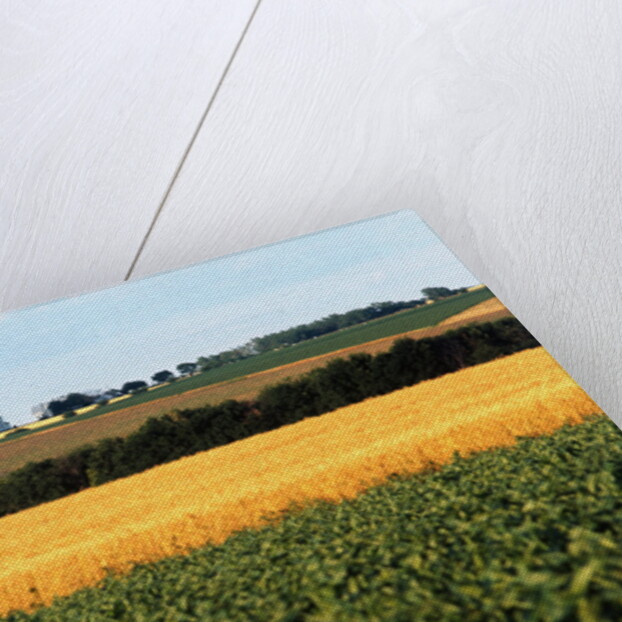 Cornfield with Church in Background by Anonymous