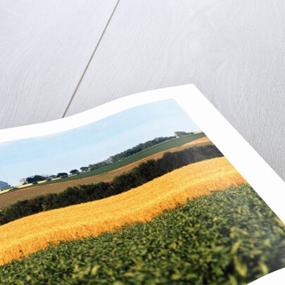 Cornfield with Church in Background by Anonymous