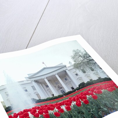 The White House by Anonymous