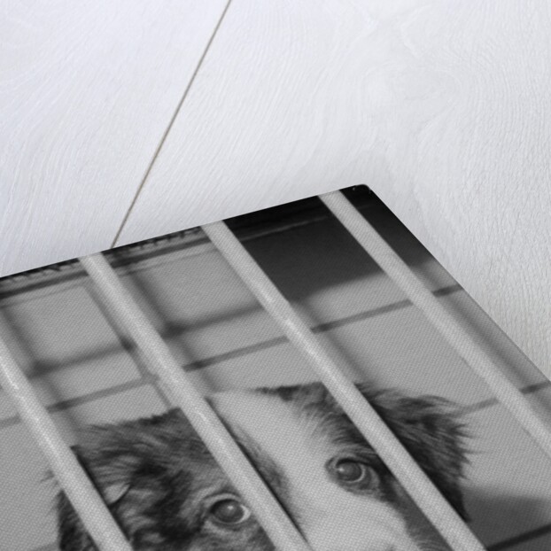 Dog Waiting for Adoption in Cage by Anonymous