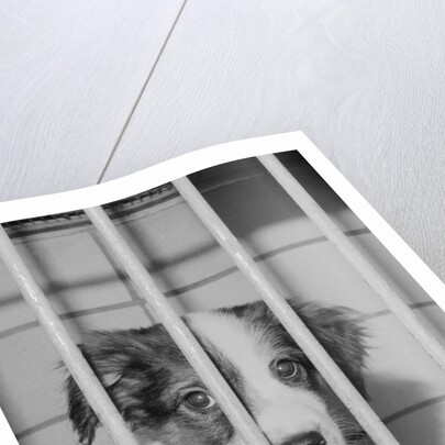 Dog Waiting for Adoption in Cage by Anonymous