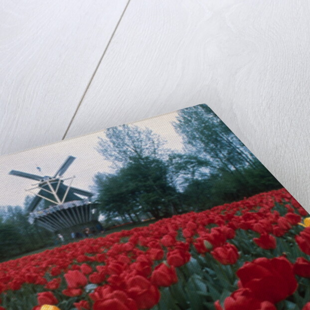 Field of Tulips with Windmill by Anonymous