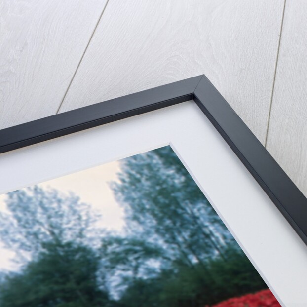 Field of Tulips with Windmill by Anonymous