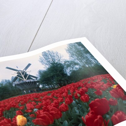 Field of Tulips with Windmill by Anonymous