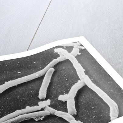 Scientific Depiction of Bacteria by Anonymous