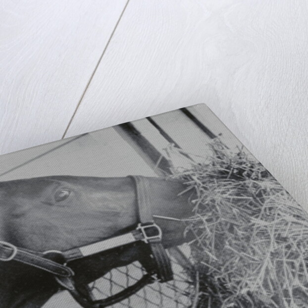 Horse Eating Alfalfa by Anonymous