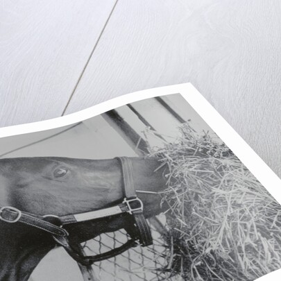 Horse Eating Alfalfa by Anonymous
