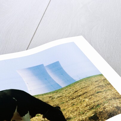 Cow Grazing in Front of Three Mile Island Power Plant by Anonymous