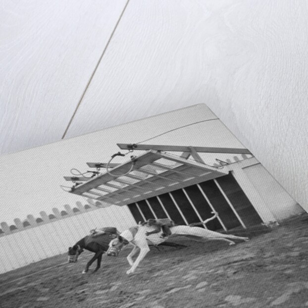 Dogs Racing with Monkeys on Their Backs by Anonymous