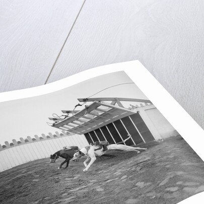 Dogs Racing with Monkeys on Their Backs by Anonymous