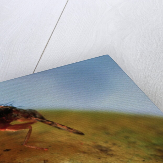 Mediterranean Fruit Fly by Anonymous