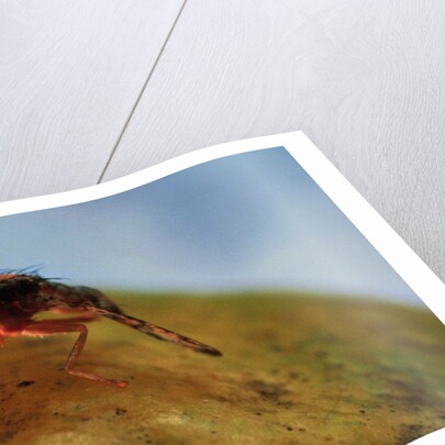 Mediterranean Fruit Fly by Anonymous