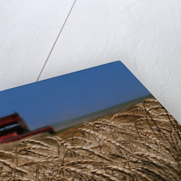 Wheat Field in Kansas by Anonymous